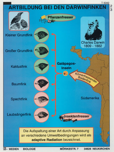 Transparente-Mappe Evolution 2