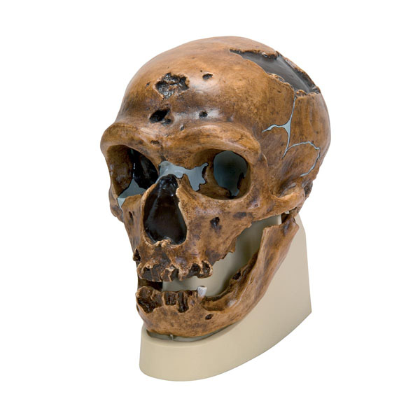 MOD: Anthropological skull - La Chapelle-aux-Saints