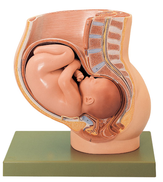 Pelvis with Uterus in Ninth Month of Pregnancy